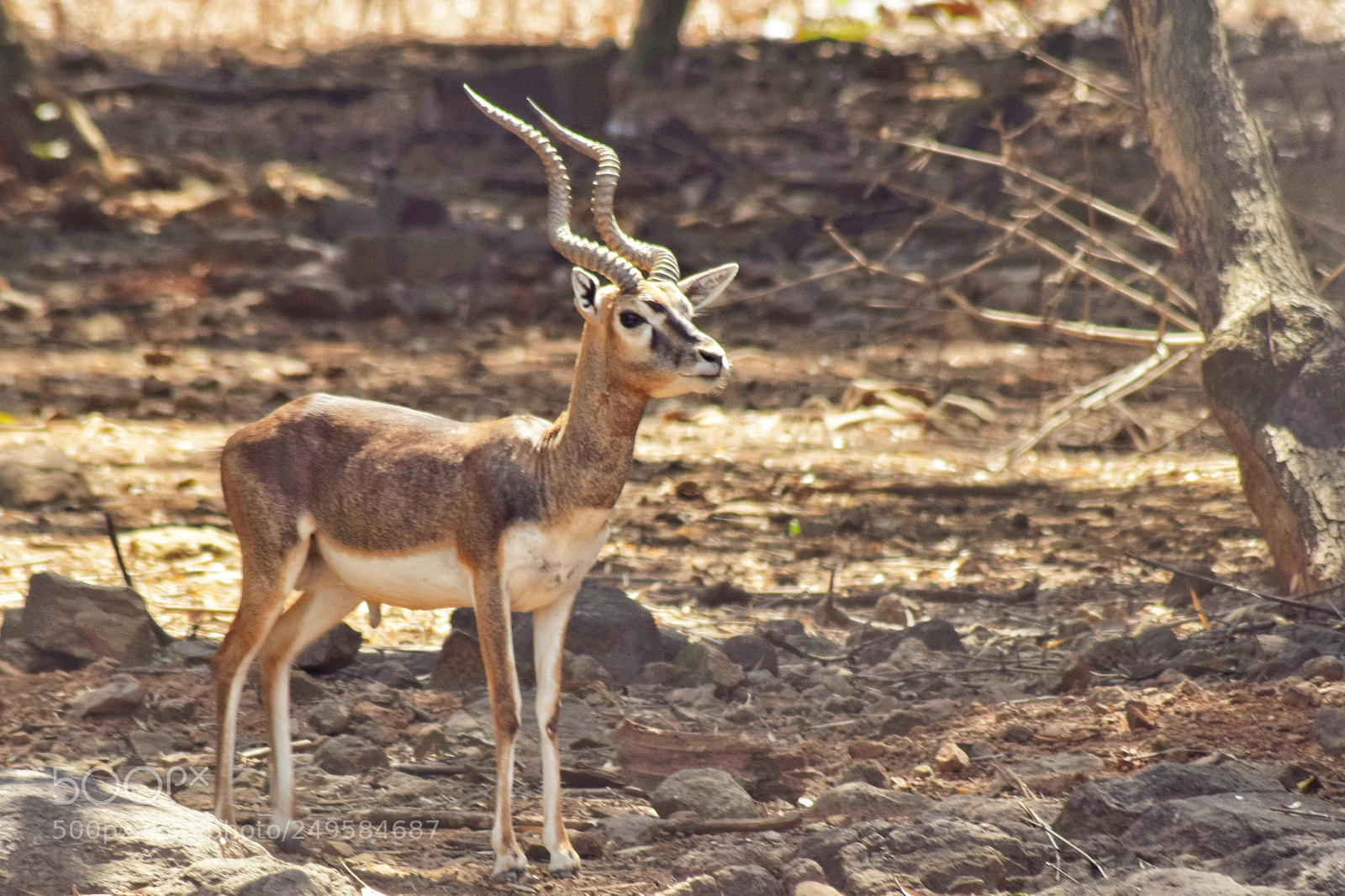 Nikon D3300 sample photo. Black buck photography