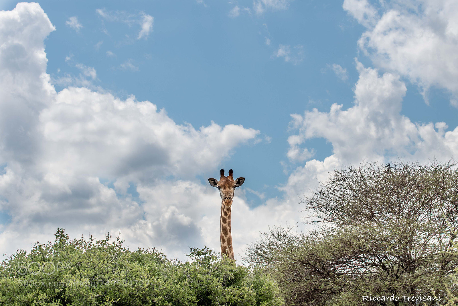 Nikon D500 sample photo. Head in a clouds photography