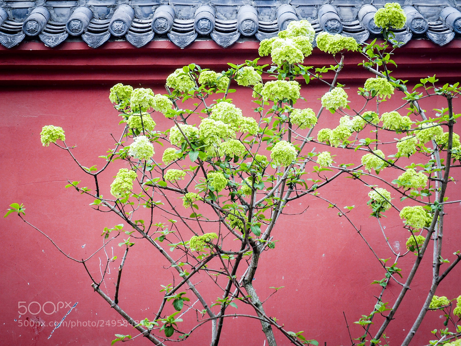 Olympus OM-D E-M5 II sample photo. Untitled photography