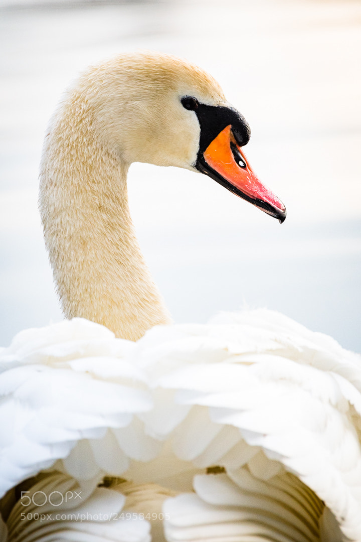 Nikon D500 sample photo. Knobbelzwaan (cygnus olor) photography