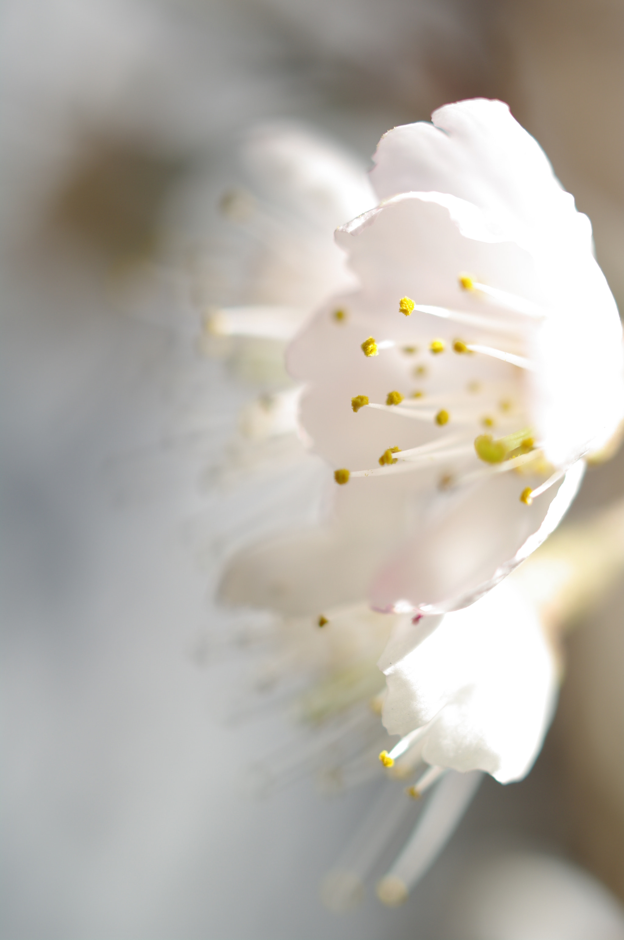 Pentax K20D sample photo. Cherry blossom photography