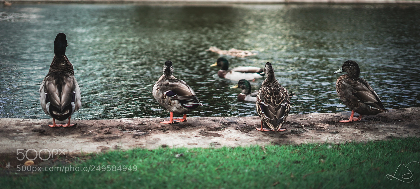 Sony a7 II sample photo. Get your ducks in photography