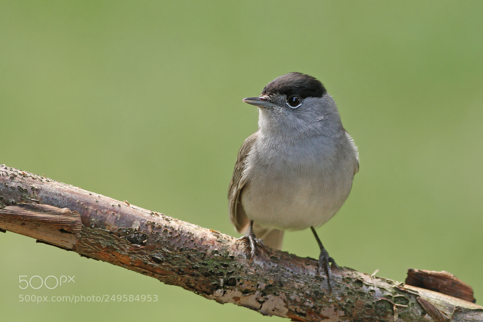 Canon EOS 7D sample photo. Zwartkop♂  eurasian blackcap photography