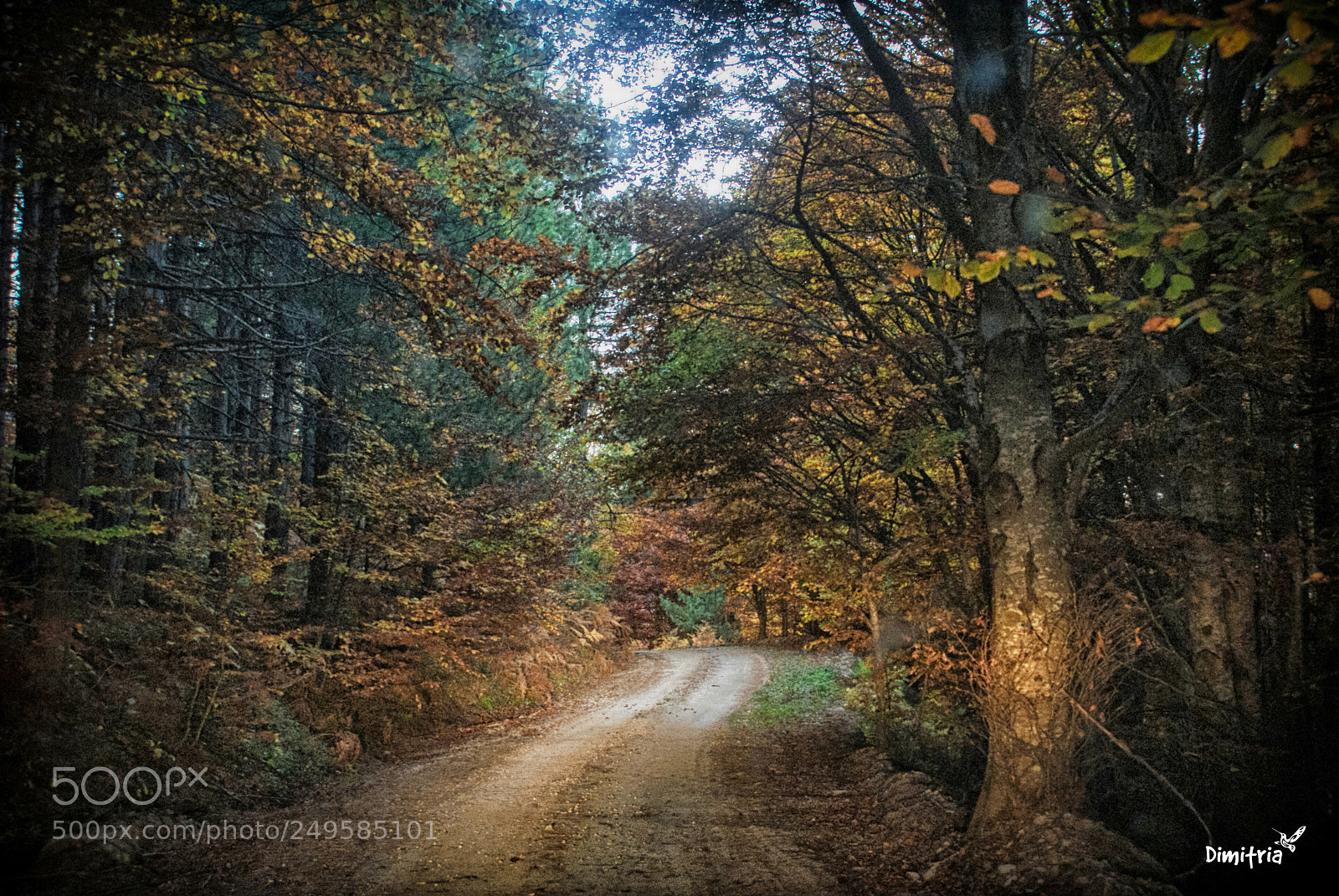 Sony Alpha DSLR-A200 sample photo. Into the path photography