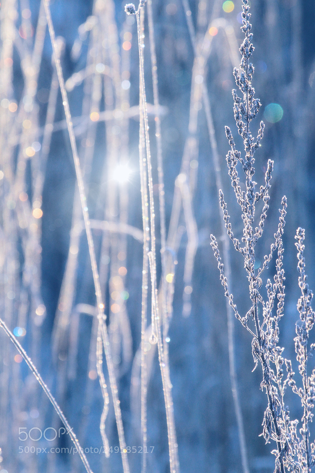 Canon EOS 7D sample photo. Sparkling winter photography