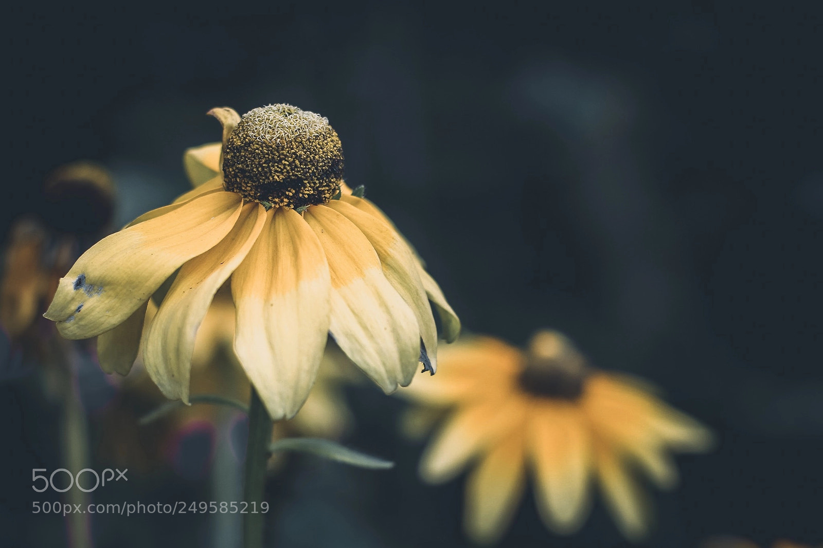 Canon EOS 7D sample photo. Fading photography