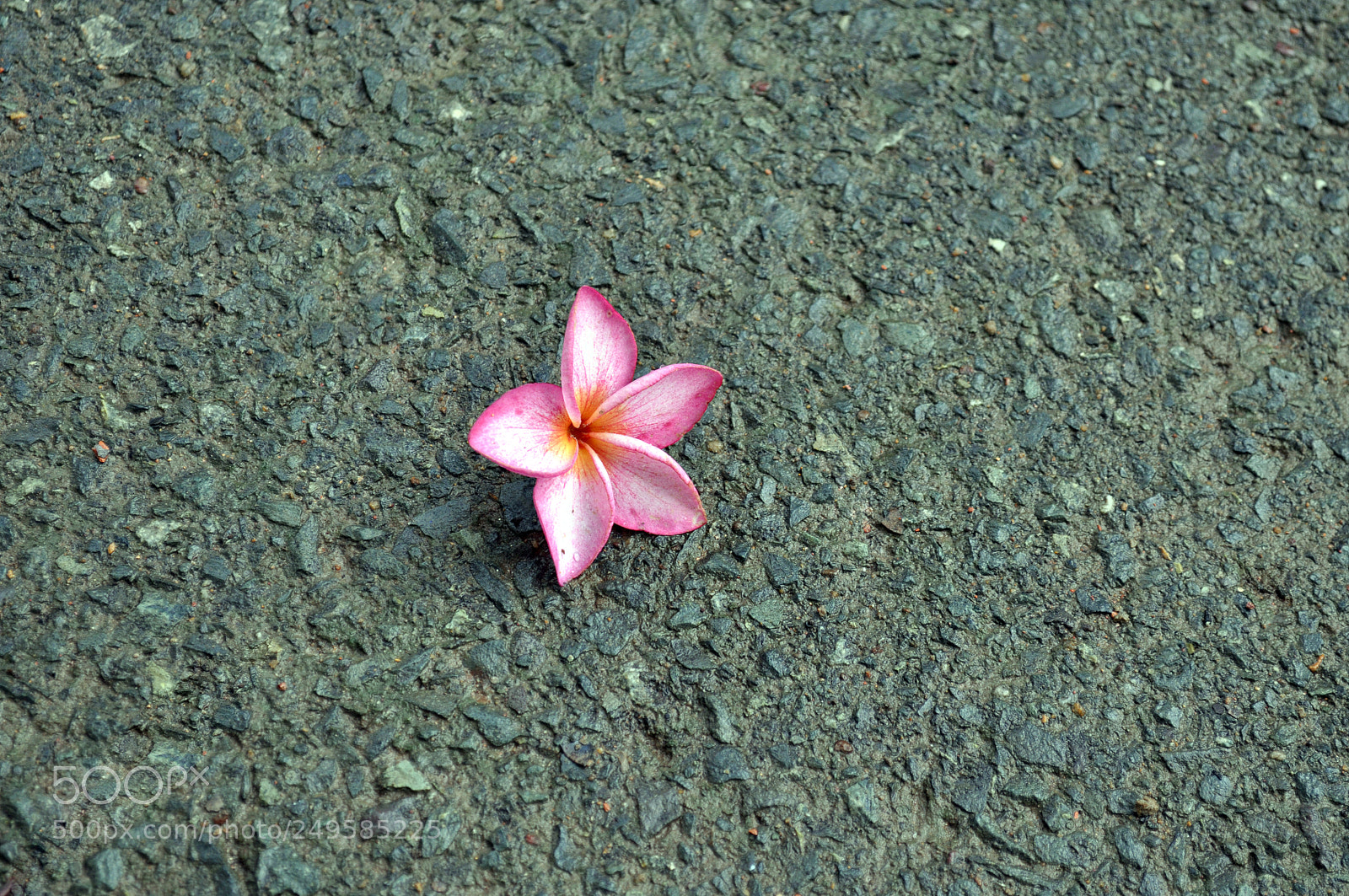 Nikon D90 sample photo. Frangipani hoa sứ photography