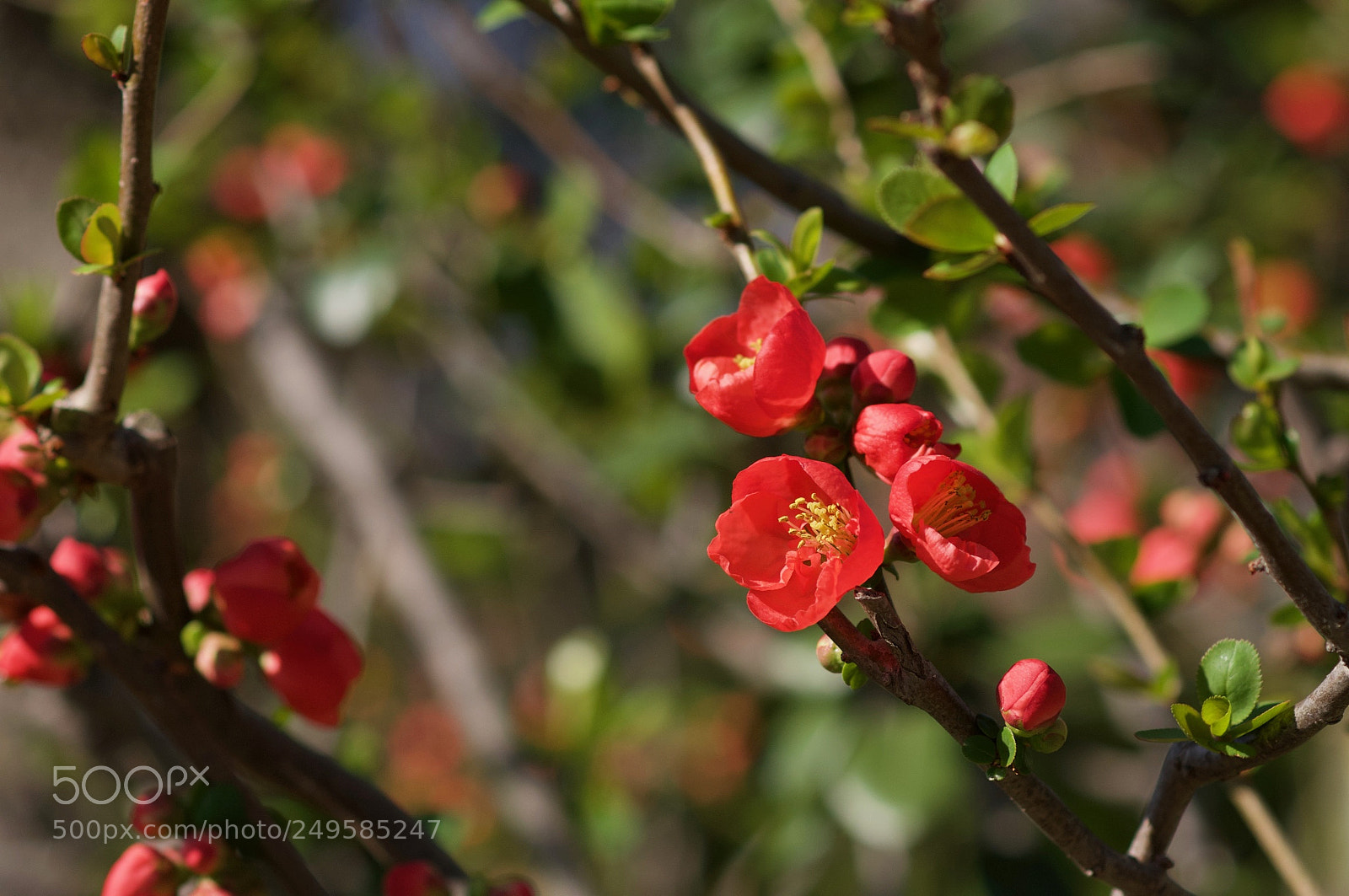 Nikon D90 sample photo. Ume photography