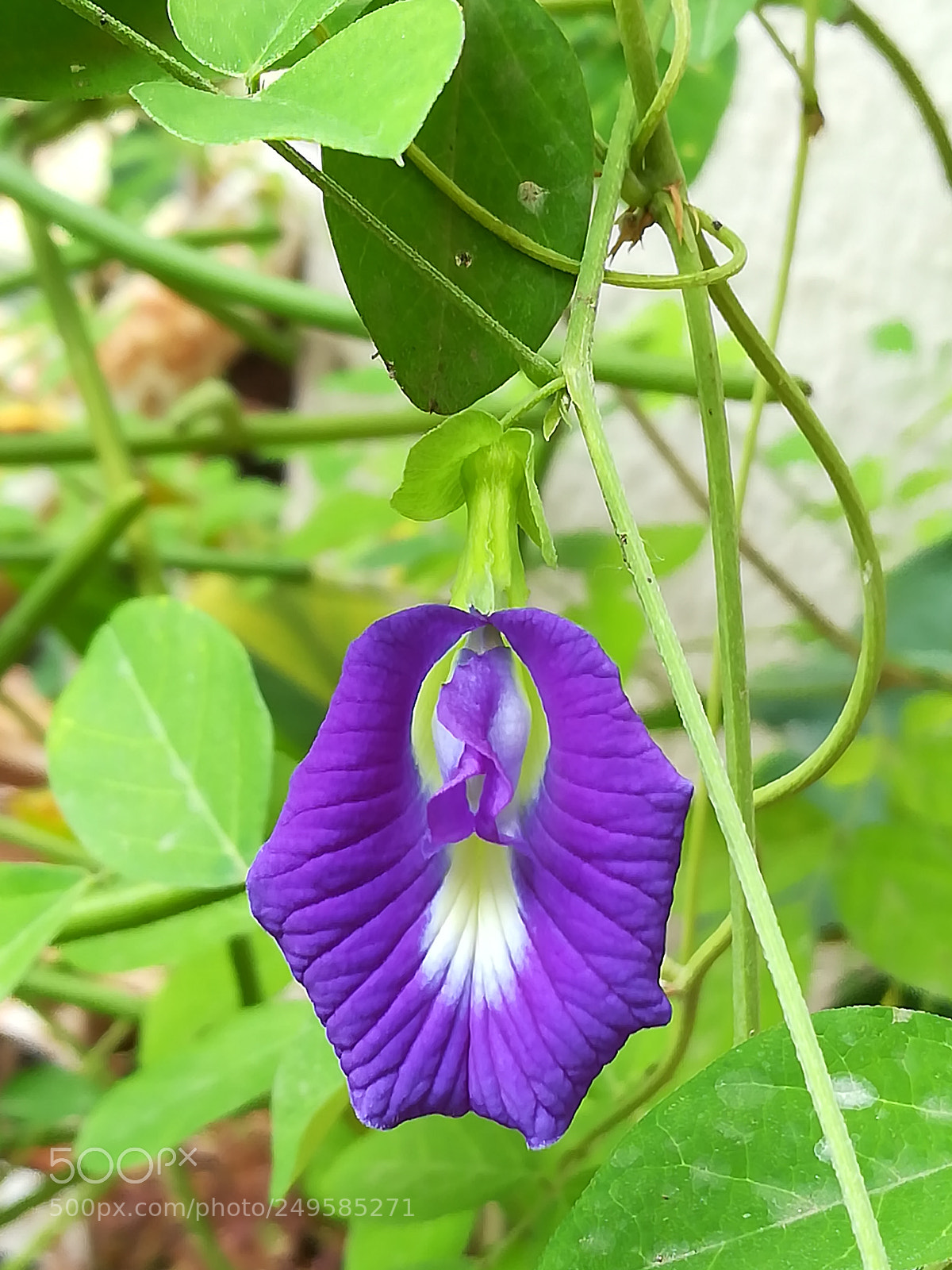 HUAWEI honor 6x sample photo. Violet flower photography