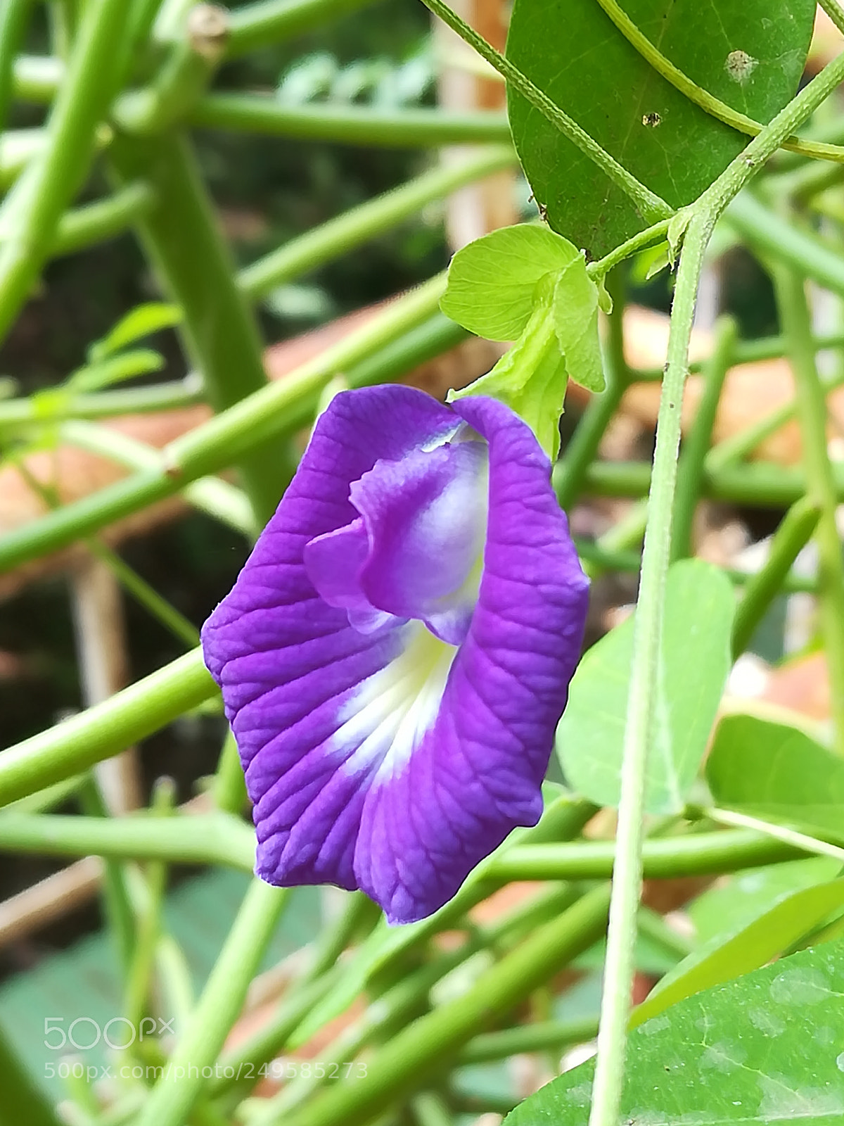 HUAWEI honor 6x sample photo. Violet flower photography