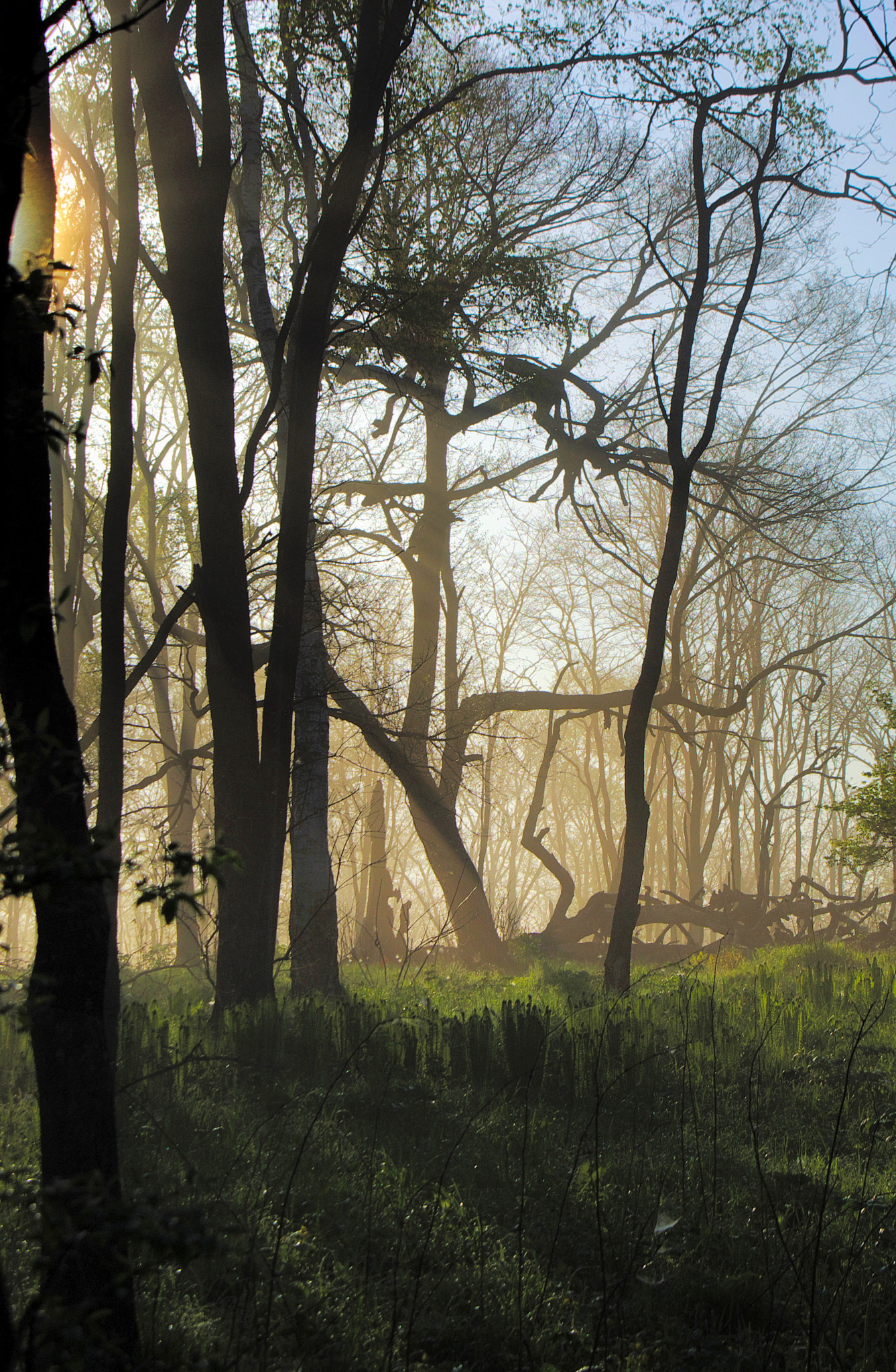 Pentax K200D sample photo. Spring morning in the forest photography