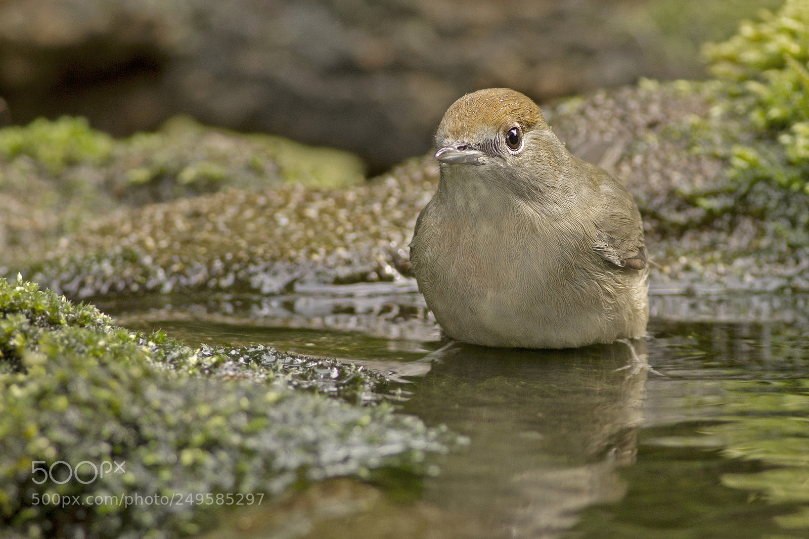 Canon EOS 7D sample photo. Zwartkop ♀ eurasian blackcap photography