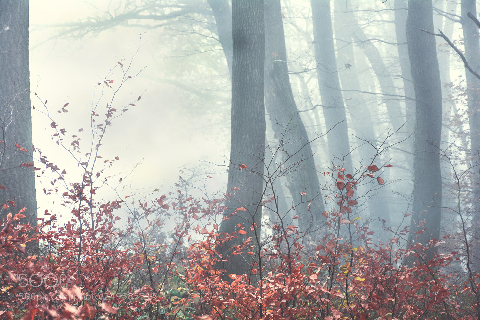 Nikon D5200 sample photo. Charming fog photography