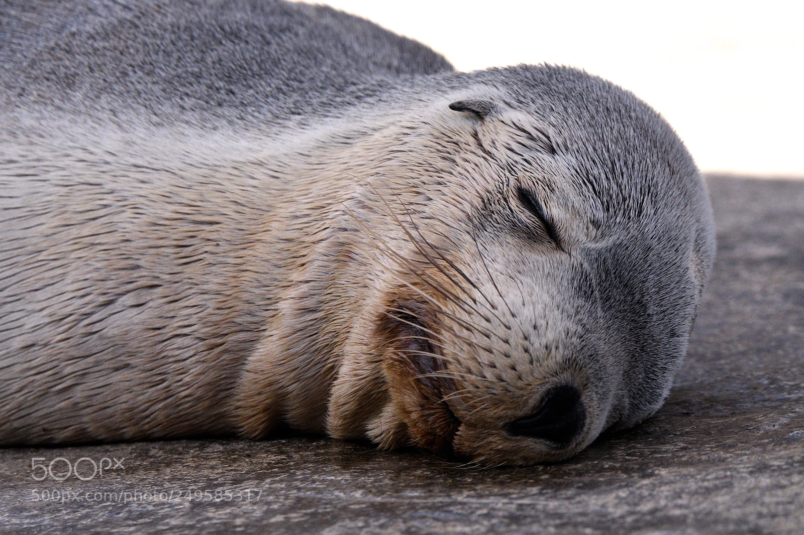 Nikon AF-S Nikkor 200-500mm F5.6E ED VR sample photo. Leopard seal blissfully asleep photography