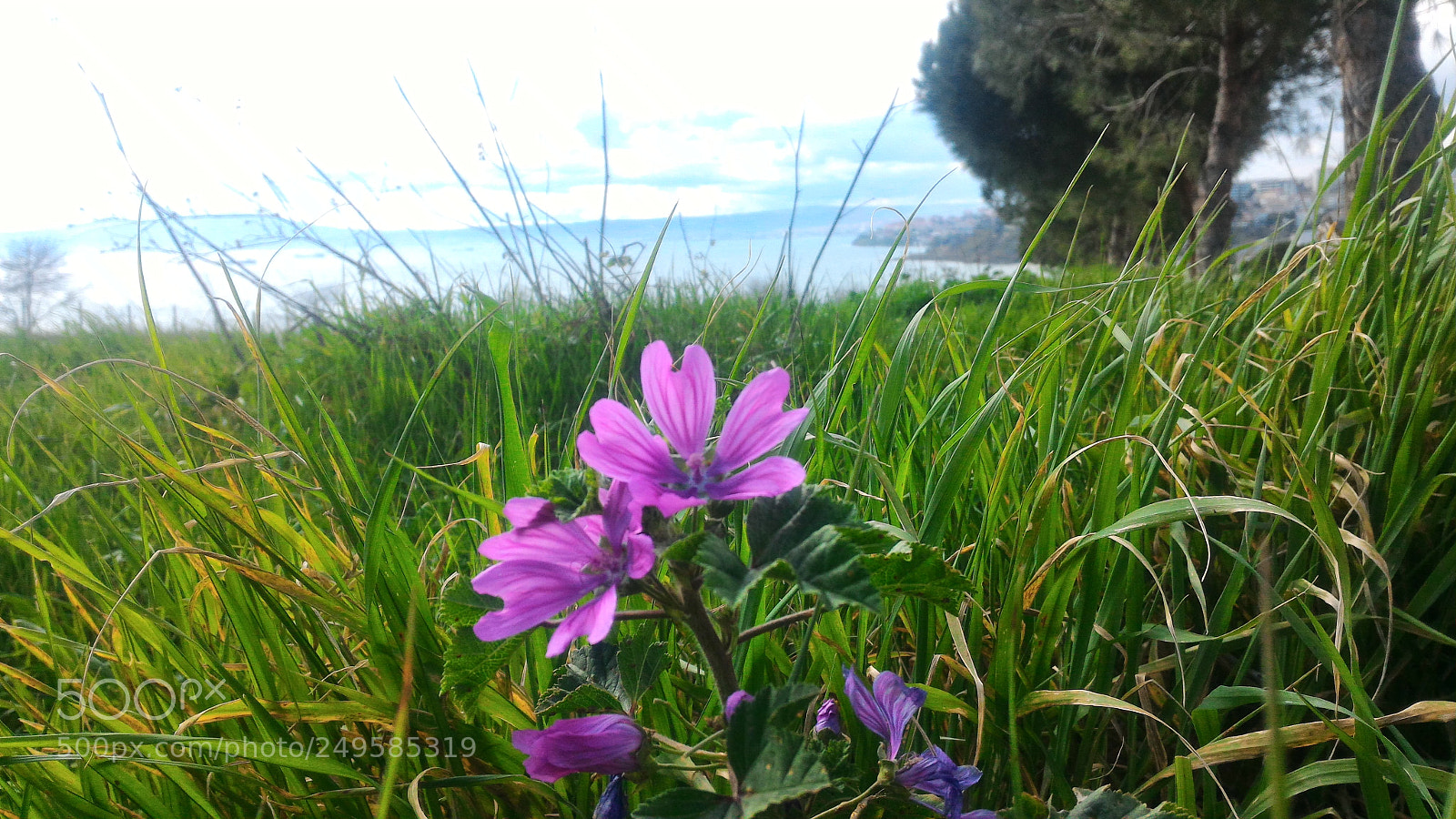 ASUS ZenFone 2 (ZE551ML) sample photo. Untitled photography