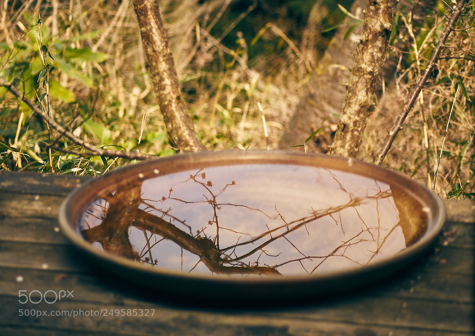 Sony Cyber-shot DSC-RX10 sample photo. Water reflection of branches photography