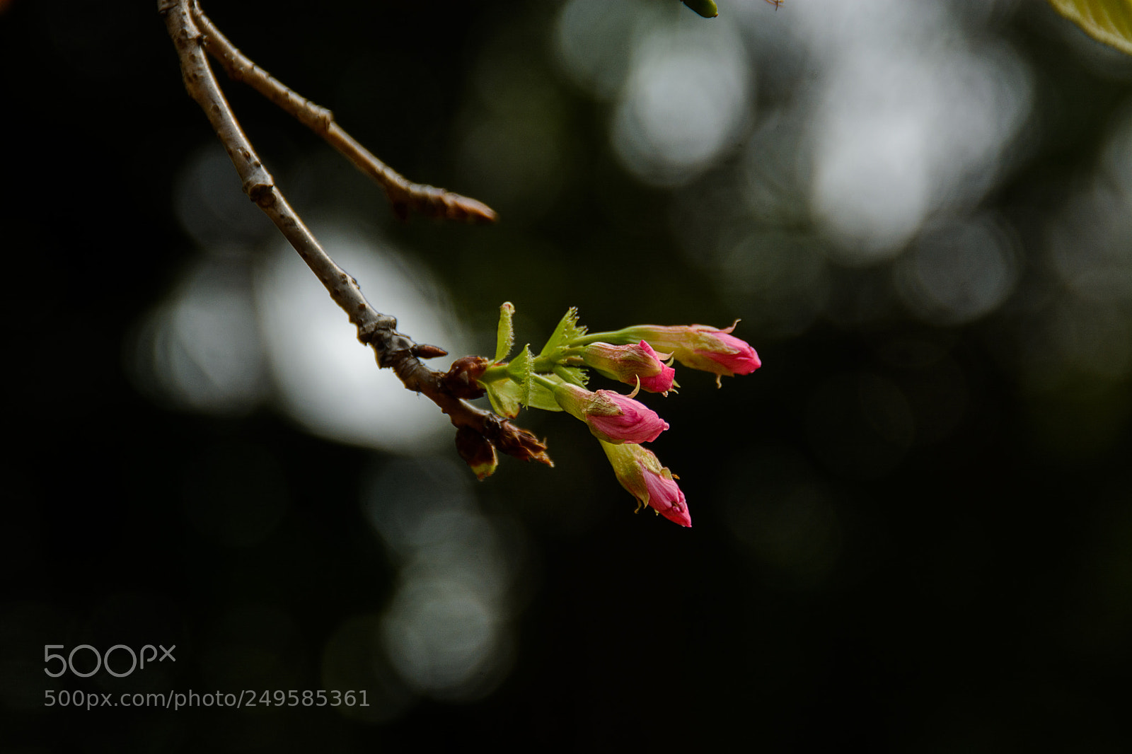 Nikon D7100 sample photo. 春 photography