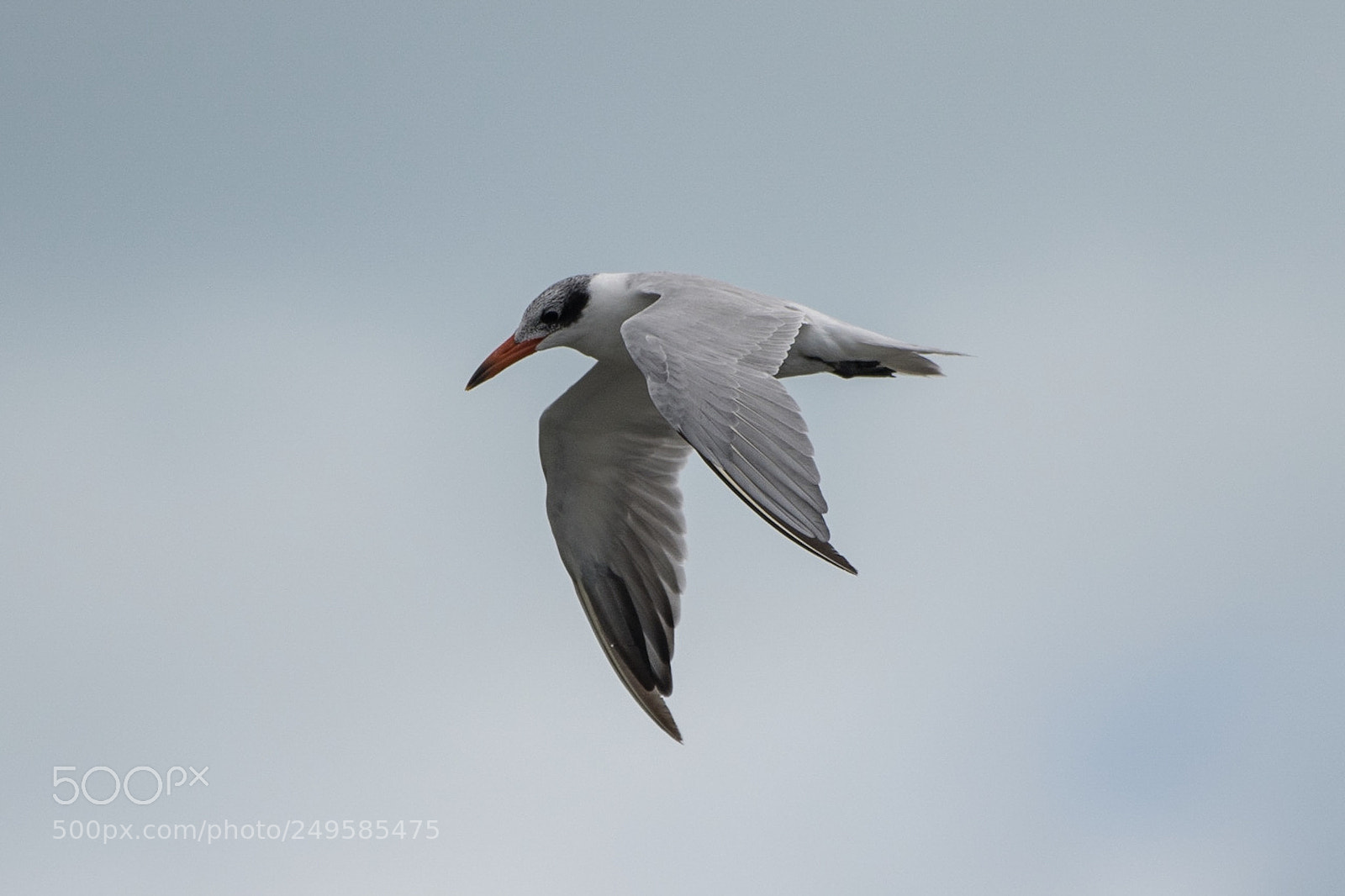 Nikon D500 sample photo. Caspian tern / taranui photography