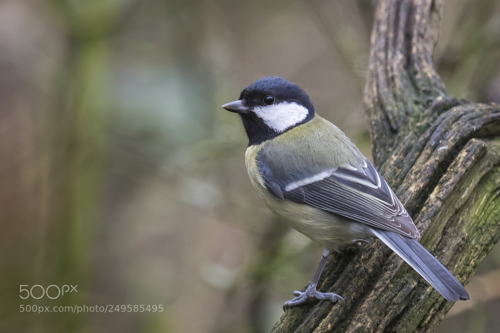 Canon EOS 7D Mark II sample photo. Great tit photography