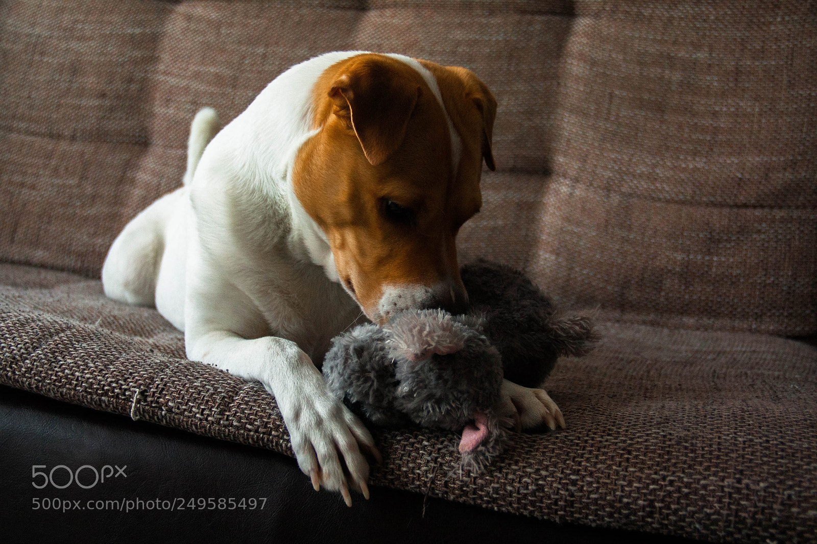 Canon EOS 450D (EOS Rebel XSi / EOS Kiss X2) sample photo. Do everybody loves dogs? photography