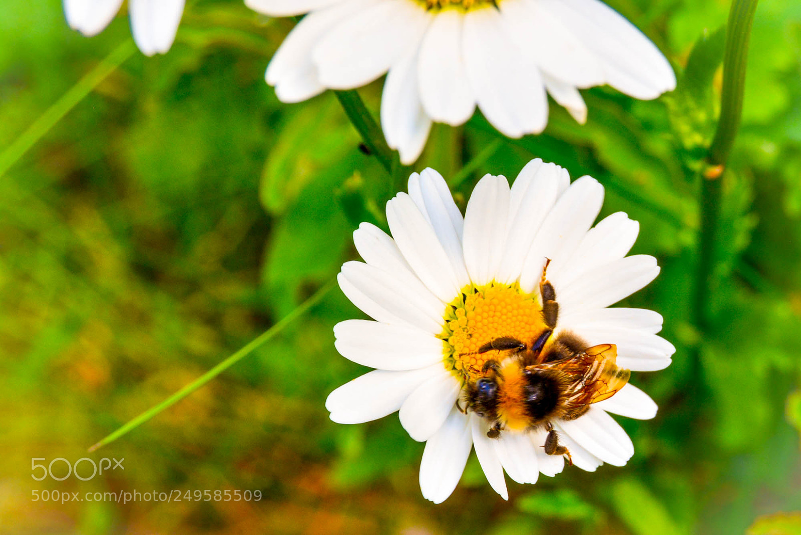 Nikon D5200 sample photo. World life carrier. photography