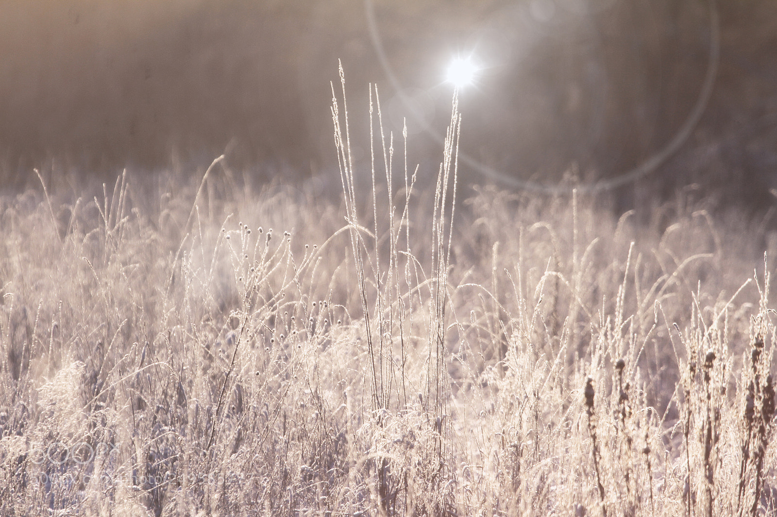 Canon EOS 7D sample photo. Sparkling winter photography
