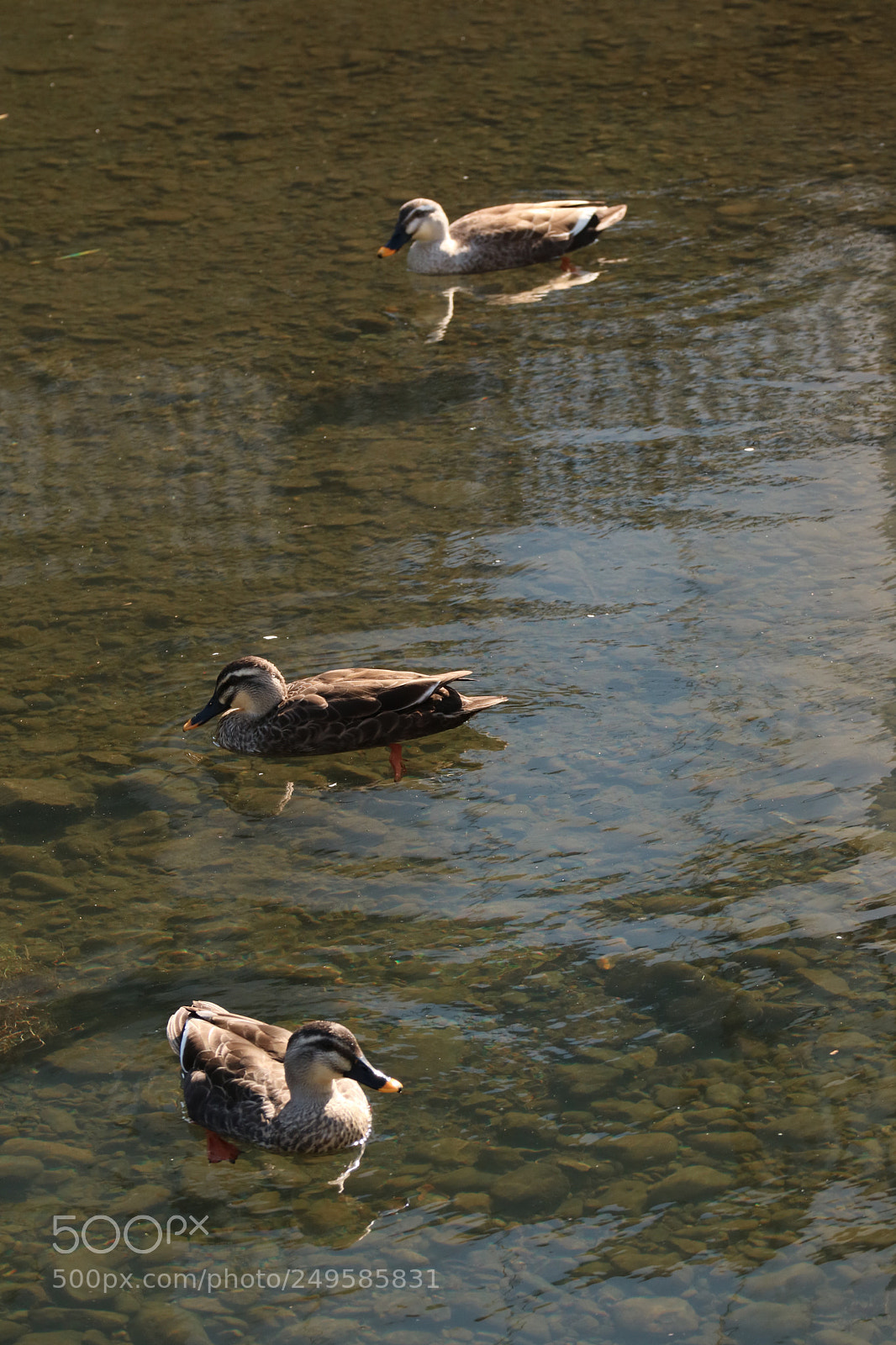 Canon EOS M3 sample photo. Ducks in a row.    photography