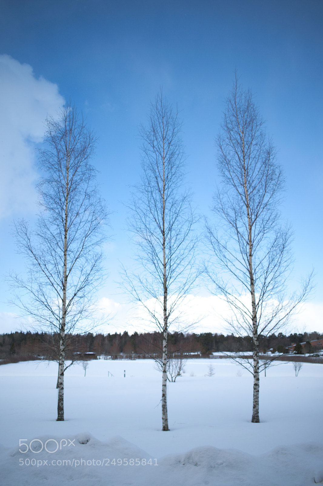 Nikon D5300 sample photo. Birch trees photography