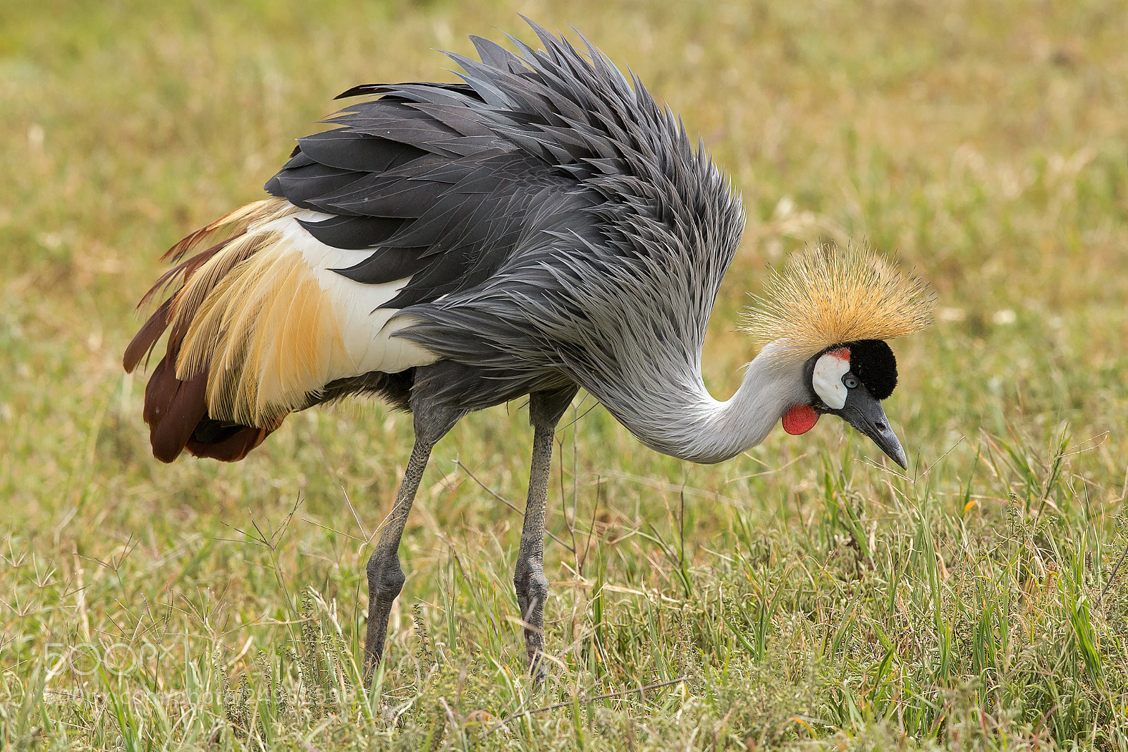 Canon EOS-1D X sample photo. Grey crowned crane photography