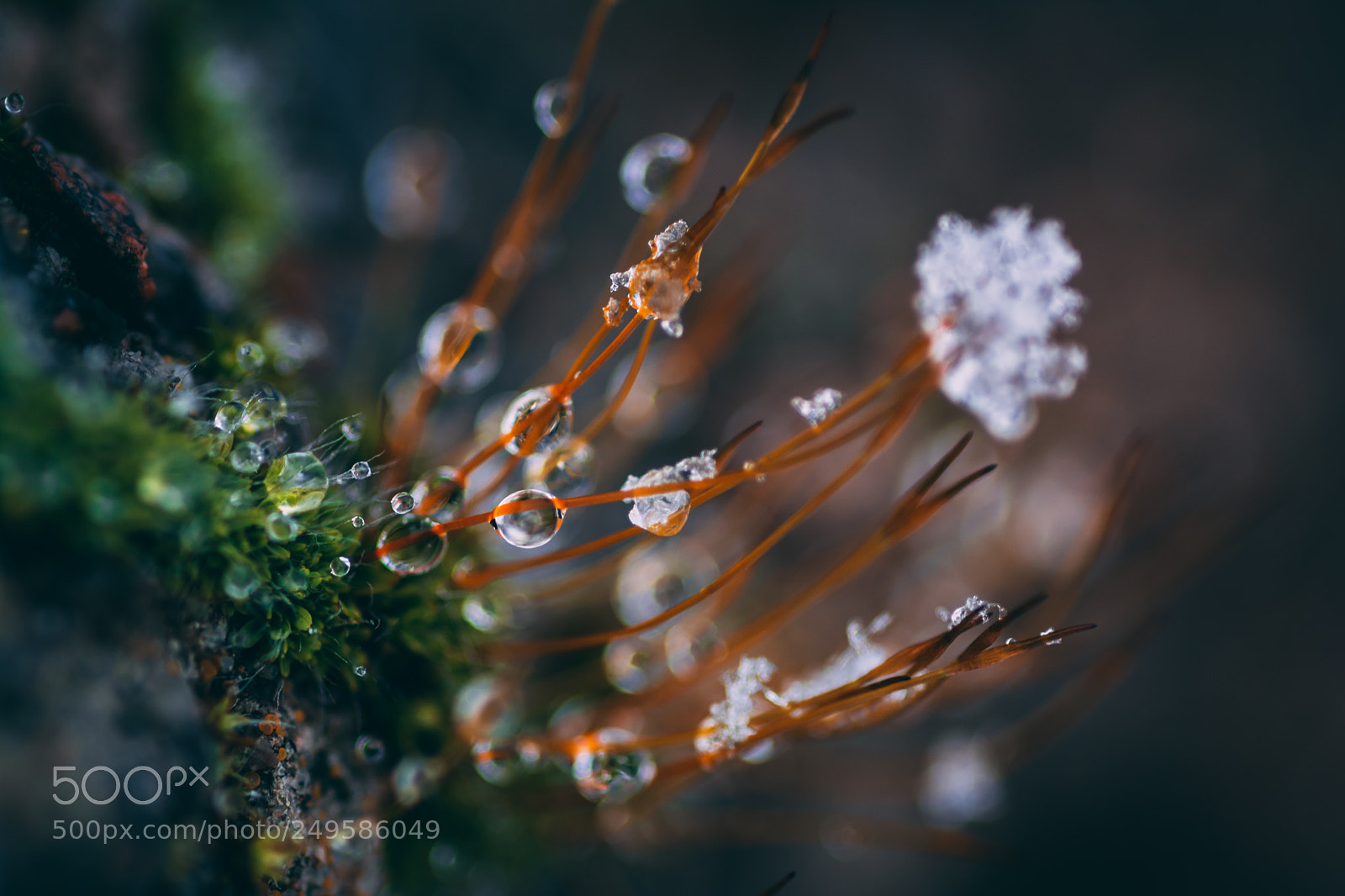 Nikon D7100 sample photo. Dewdrops on moss photography