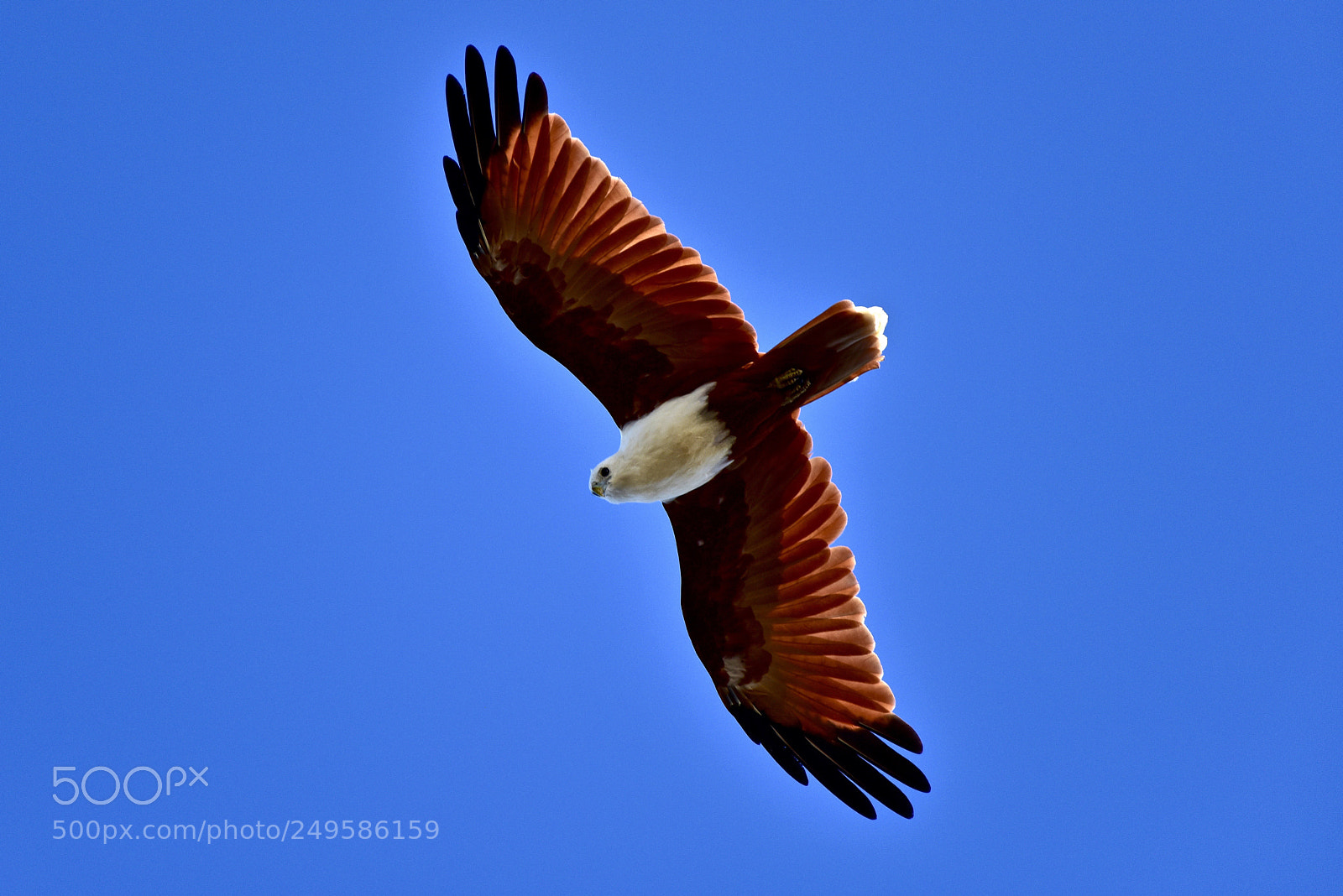 Nikon D810 sample photo. Bird's eye view photography