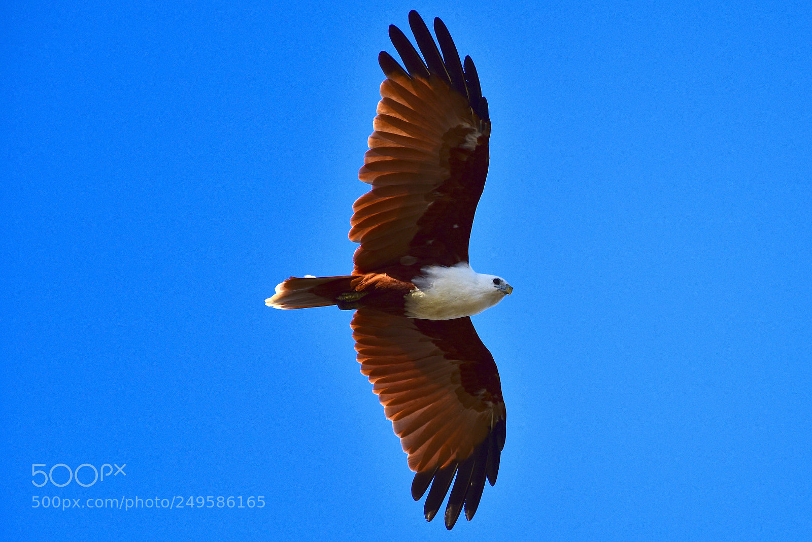 Nikon D810 sample photo. Who's a pretty bird photography