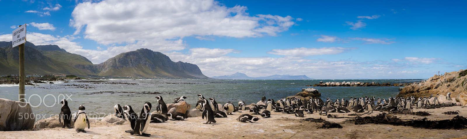 Fujifilm X-T10 sample photo. Pinguin colony - betty's photography
