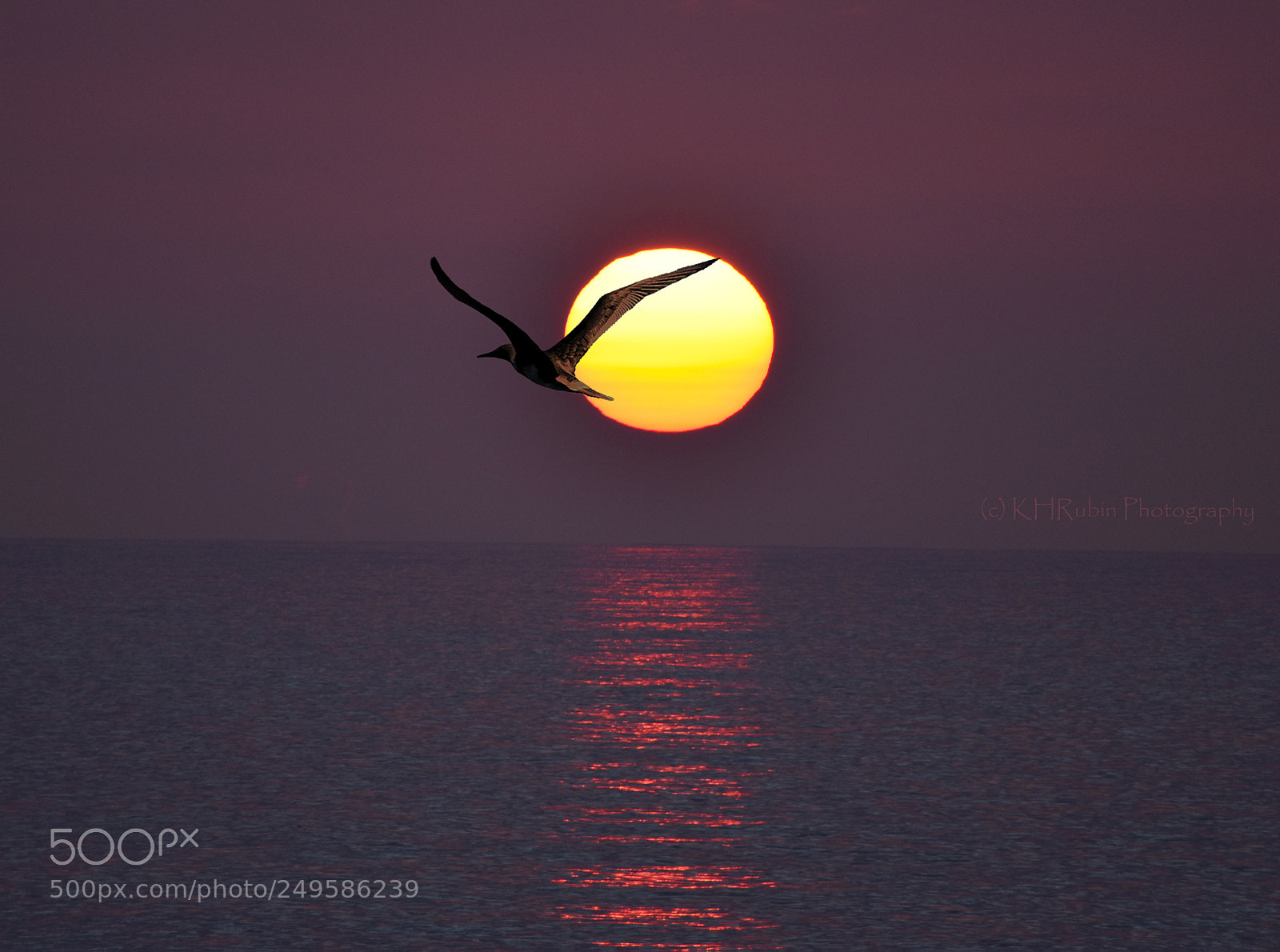 Nikon D5500 sample photo. Seabird sunset photography