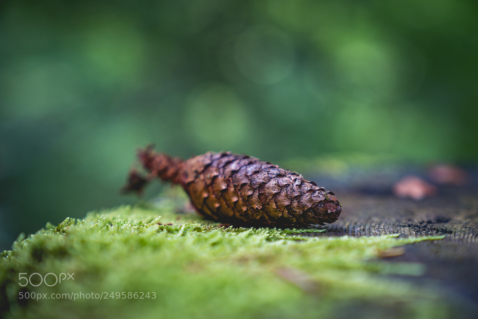 Sony a9 sample photo. Pine cone. photography