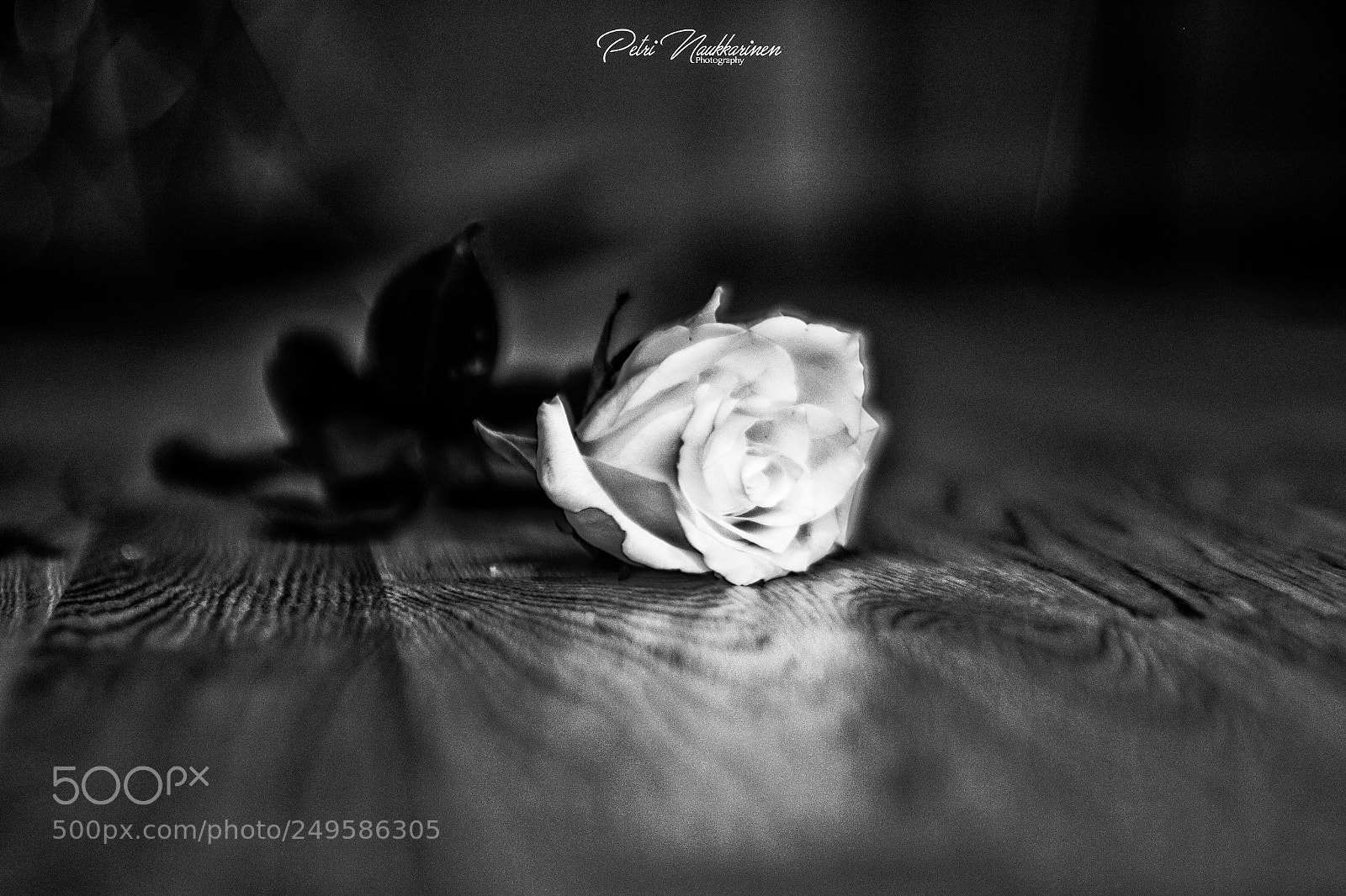Canon EOS 7D Mark II sample photo. Rose photography