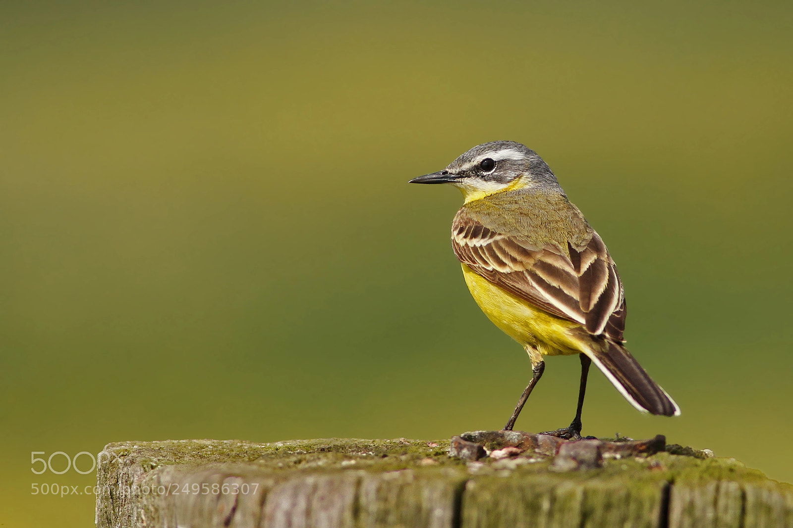 Canon EOS 7D sample photo. Gele kwikstaart,  blue-headed wagtail photography