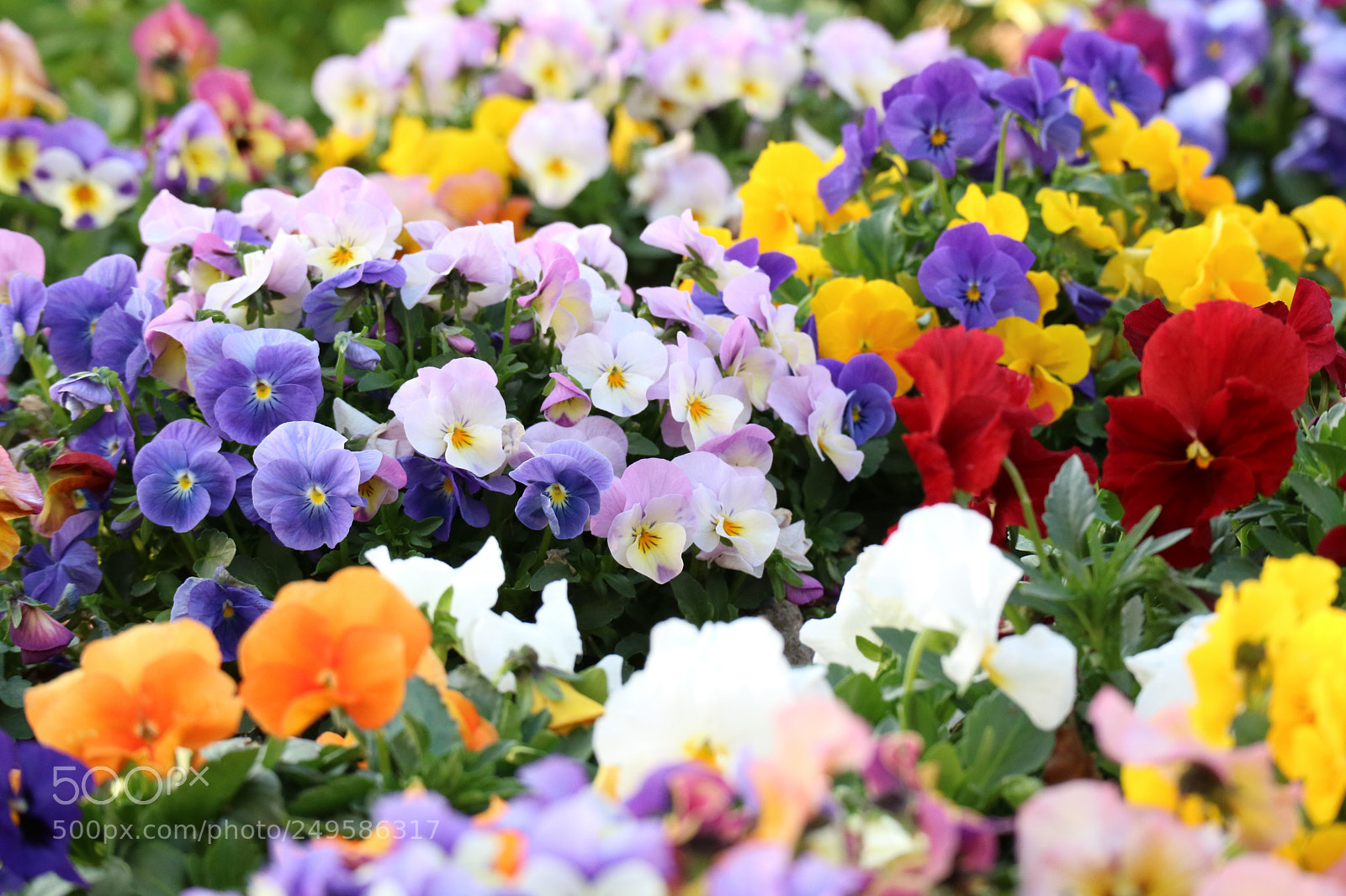Canon EOS M3 sample photo. Different colors photography