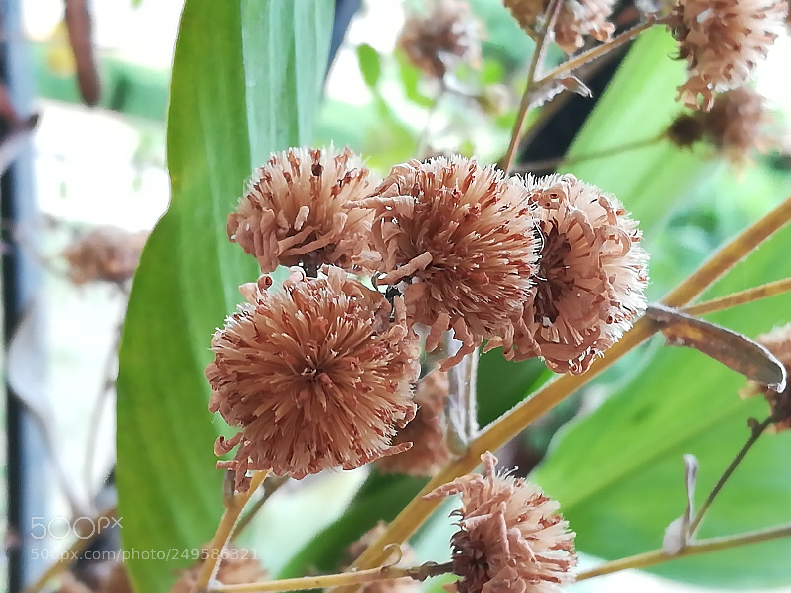 HUAWEI honor 6x sample photo. Dried flowers photography