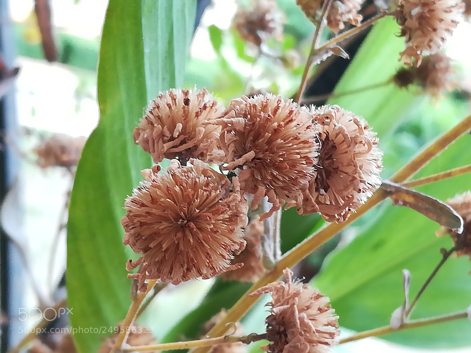 HUAWEI honor 6x sample photo. Dried flowers photography