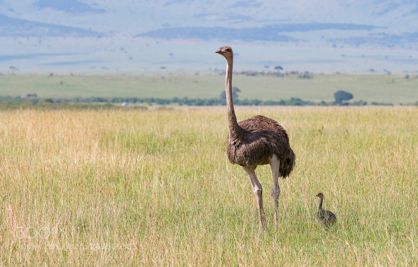 Nikon D500 sample photo. Ostrich mum with nestling photography