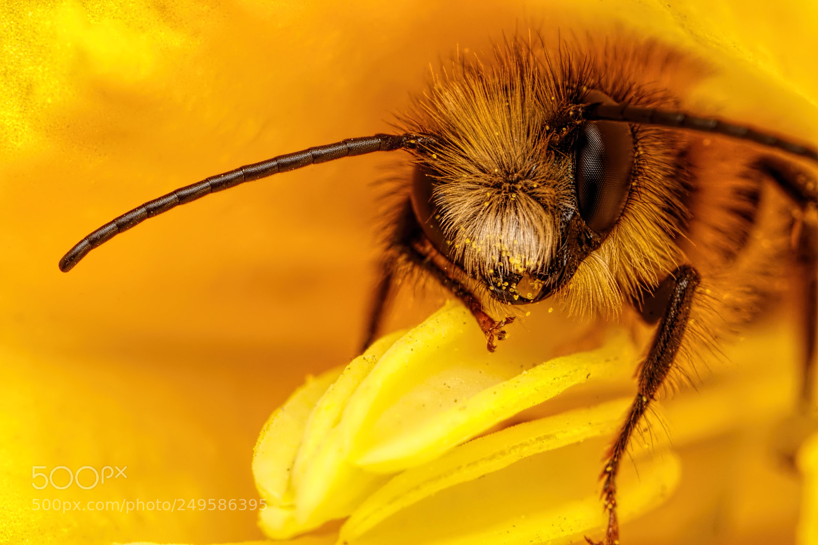 Canon EOS 80D sample photo. Red mason bee iii photography