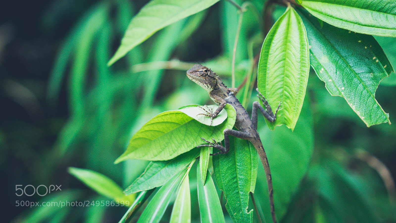 Nikon D7100 sample photo. Gecko photography
