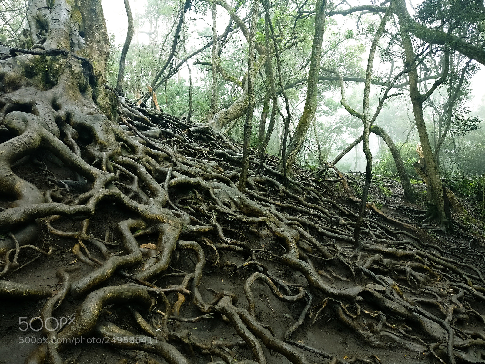 OnePlus A3003 sample photo. Spreading of roots photography