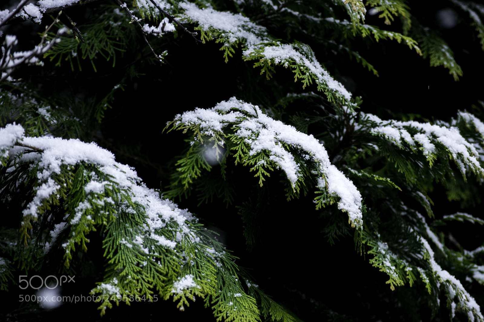 Nikon D3300 sample photo. Snow photography