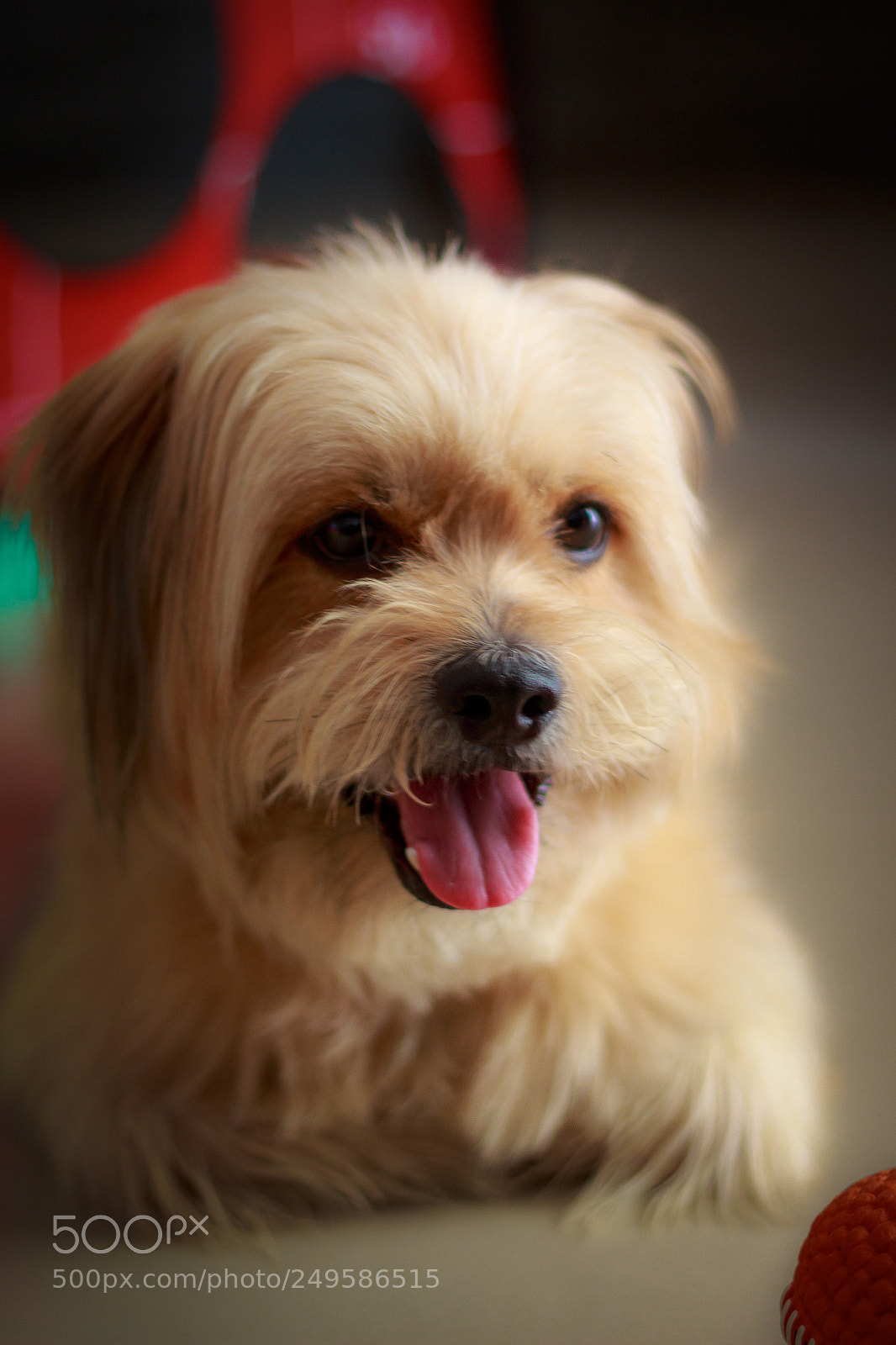 Canon EOS 700D (EOS Rebel T5i / EOS Kiss X7i) sample photo. Java photography