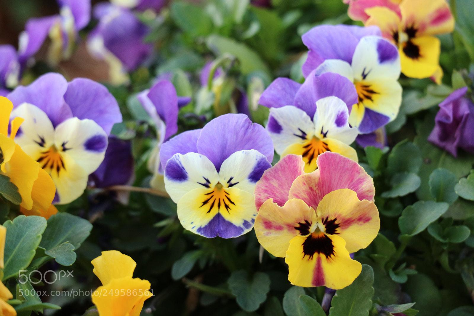 Canon EOS M3 sample photo. Monkey face flowers photography