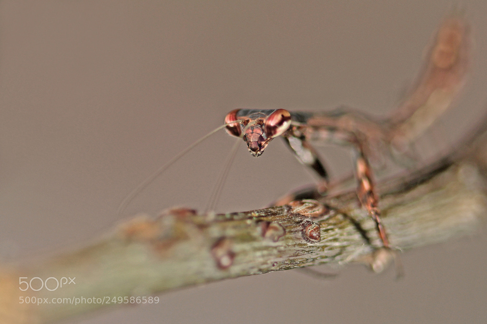 Canon EOS 7D sample photo. Parasphendale agrionina, bidsprinkhaan photography