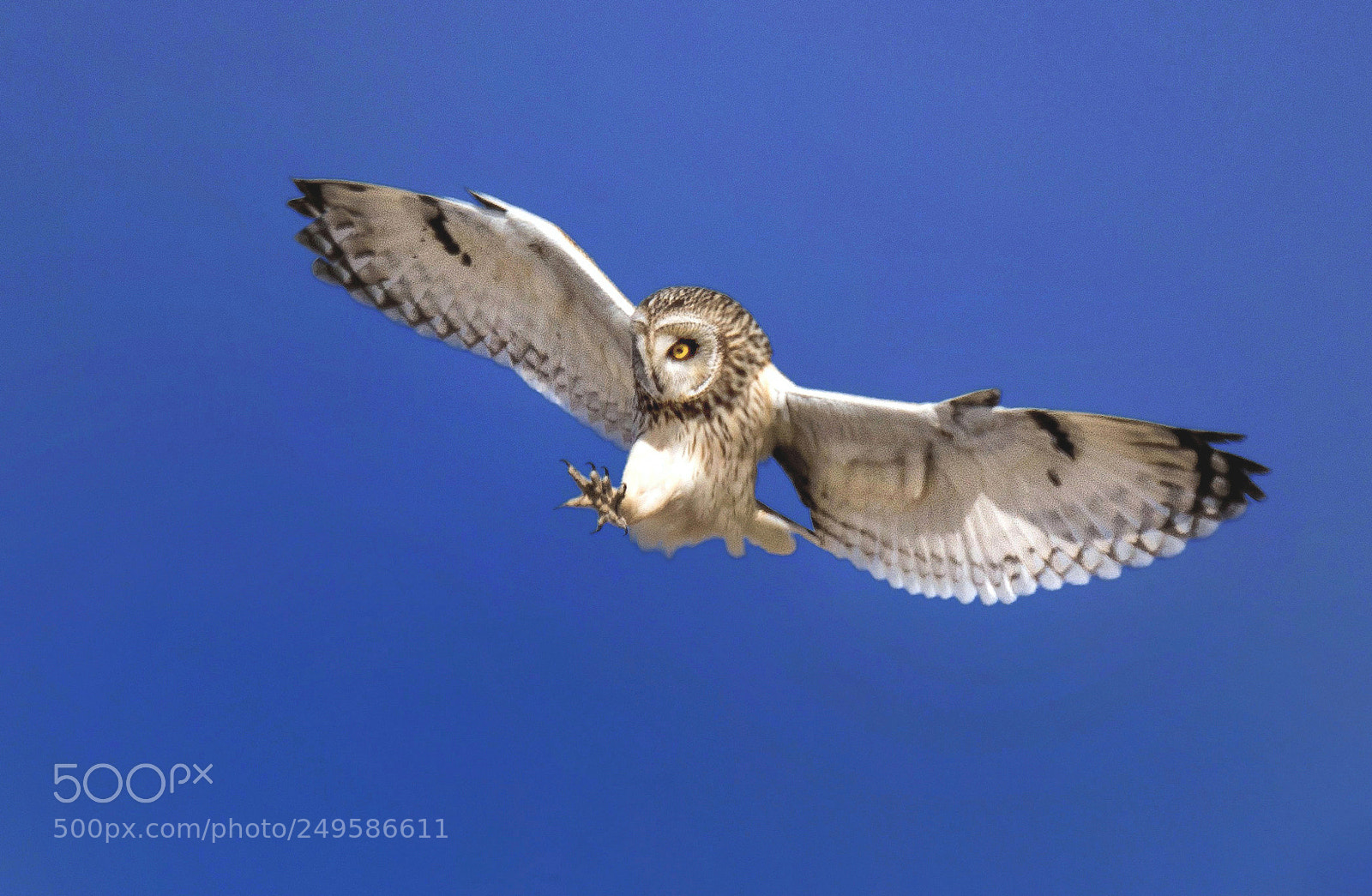 Nikon D500 sample photo. Asio flammeus photography