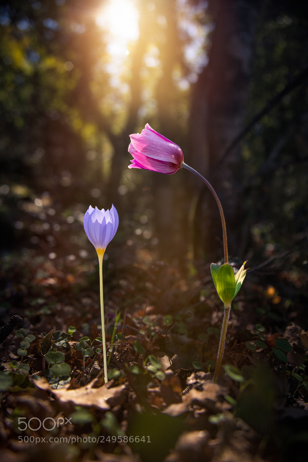 Canon EOS 6D Mark II sample photo. In all things of photography